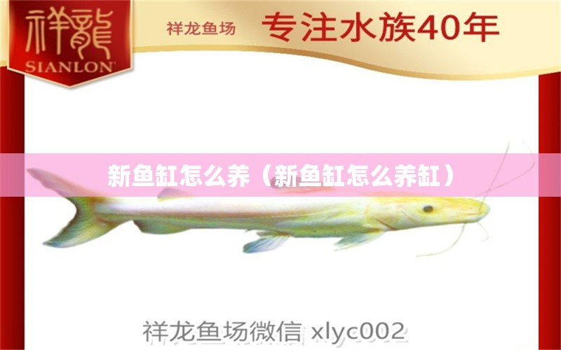 新魚缸怎么養(yǎng)（新魚缸怎么養(yǎng)缸）