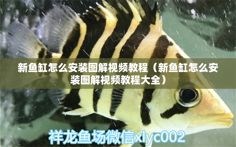 新魚缸怎么安裝圖解視頻教程（新魚缸怎么安裝圖解視頻教程大全） 祥龍水族醫(yī)院