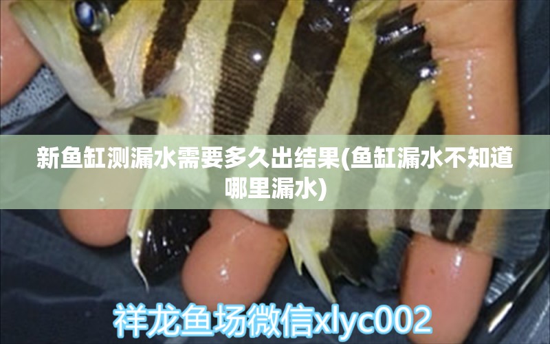 新魚(yú)缸測(cè)漏水需要多久出結(jié)果(魚(yú)缸漏水不知道哪里漏水) 福滿(mǎn)鉆魚(yú)