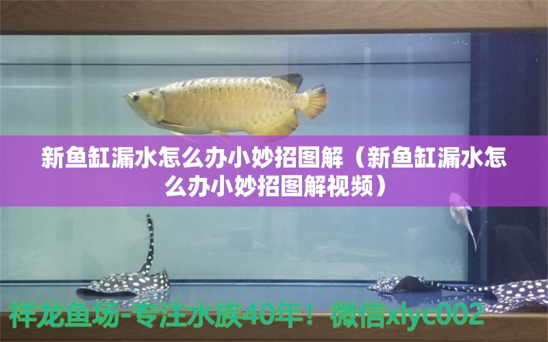 新魚(yú)缸漏水怎么辦小妙招圖解（新魚(yú)缸漏水怎么辦小妙招圖解視頻）