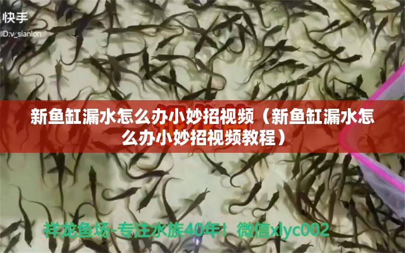 新魚缸漏水怎么辦小妙招視頻（新魚缸漏水怎么辦小妙招視頻教程） 祥禾Super Red紅龍魚