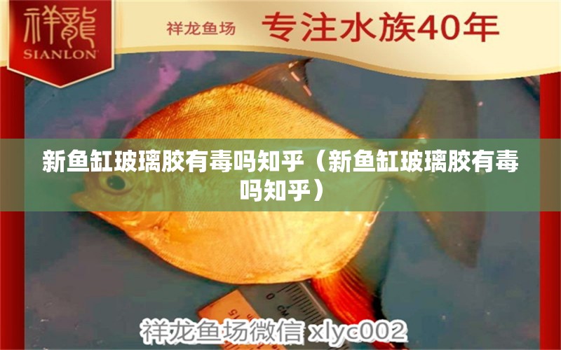 新魚(yú)缸玻璃膠有毒嗎知乎（新魚(yú)缸玻璃膠有毒嗎知乎）