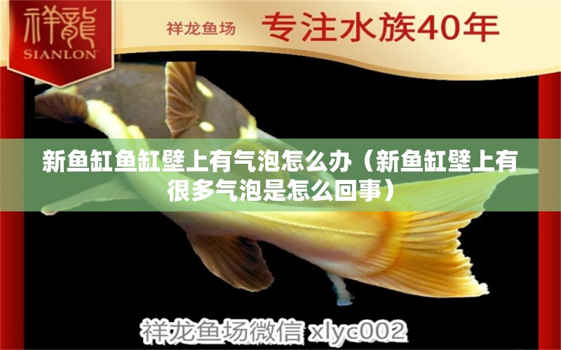 新魚(yú)缸魚(yú)缸壁上有氣泡怎么辦（新魚(yú)缸壁上有很多氣泡是怎么回事）