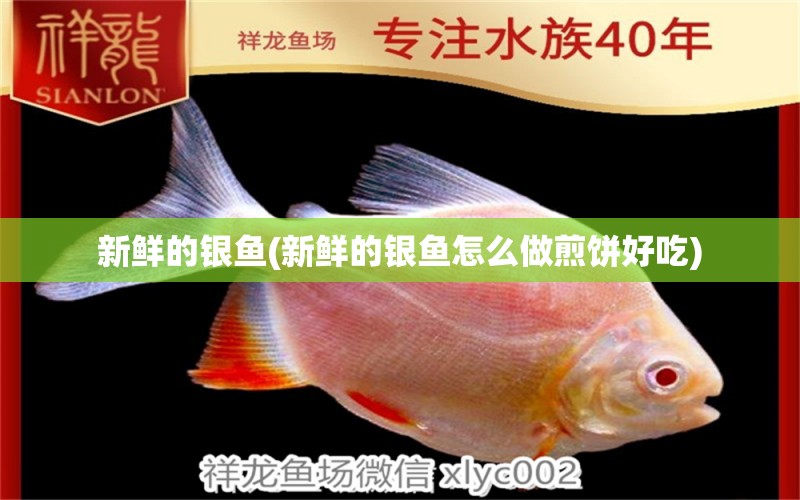 新鮮的銀魚(新鮮的銀魚怎么做煎餅好吃) 豬鼻龜