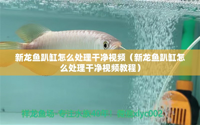 新龍魚趴缸怎么處理干凈視頻（新龍魚趴缸怎么處理干凈視頻教程）