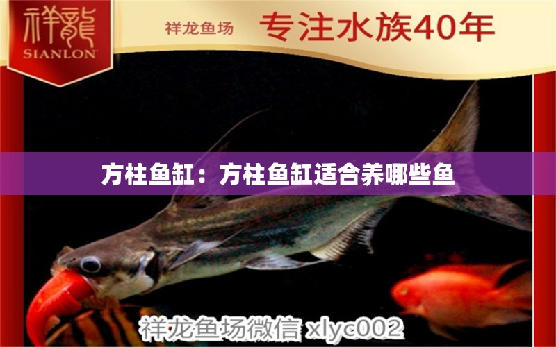 方柱魚缸：方柱魚缸適合養(yǎng)哪些魚 魚缸百科 第1張