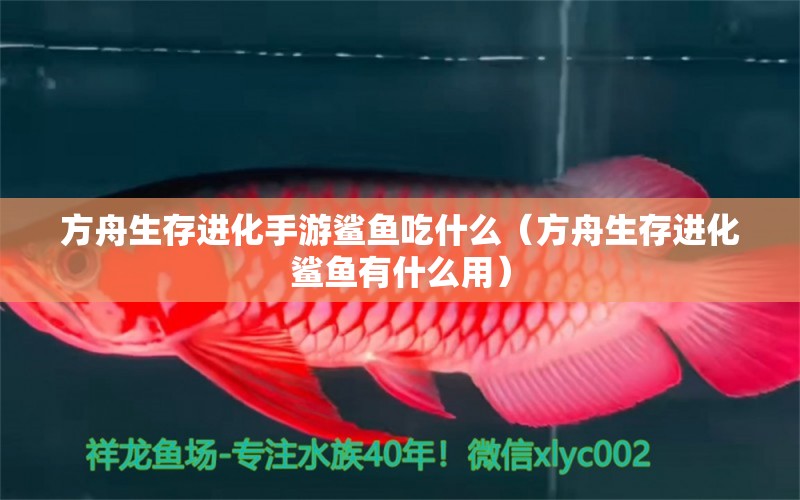 方舟生存進(jìn)化手游鯊魚吃什么（方舟生存進(jìn)化鯊魚有什么用） 潛水泵