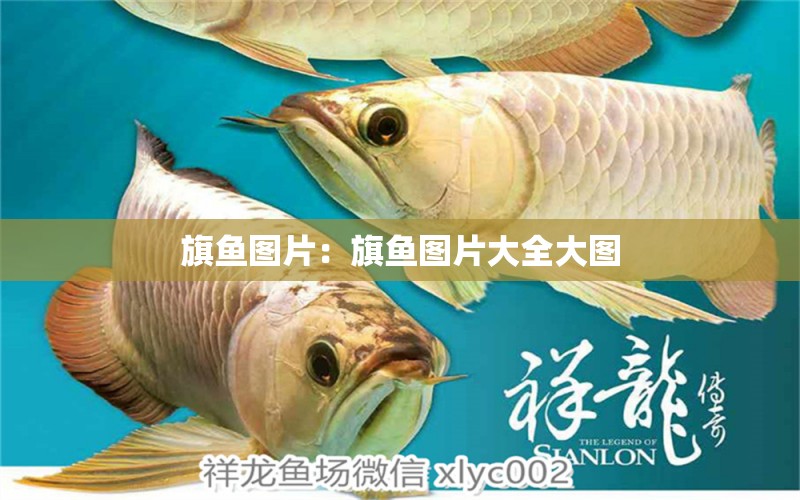 旗魚圖片：旗魚圖片大全大圖