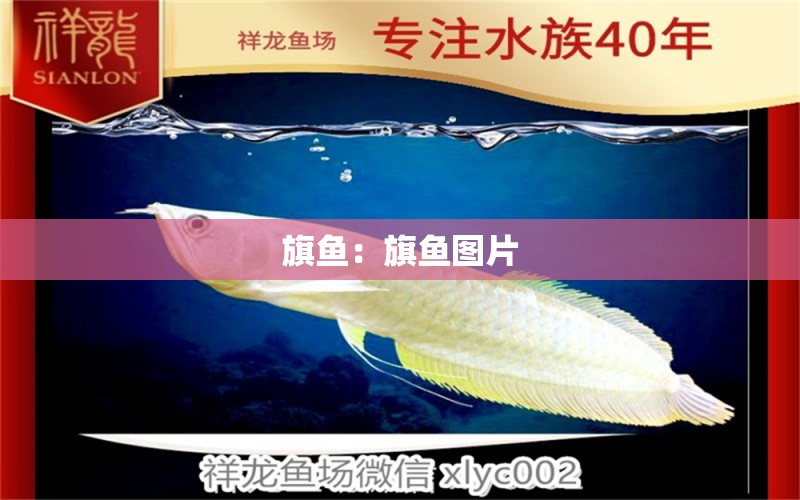 旗魚：旗魚圖片 魚缸等水族設備