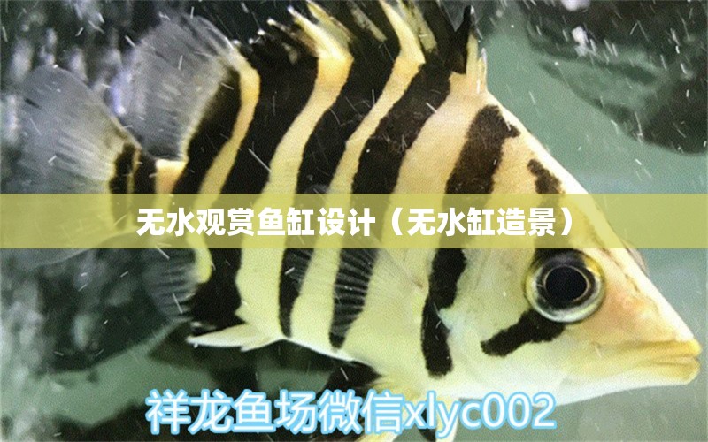 無(wú)水觀賞魚(yú)缸設(shè)計(jì)（無(wú)水缸造景） 赤焰中國(guó)虎魚(yú) 第1張