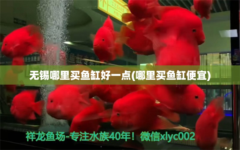 無錫哪里買魚缸好一點(哪里買魚缸便宜) 黑帝王魟魚