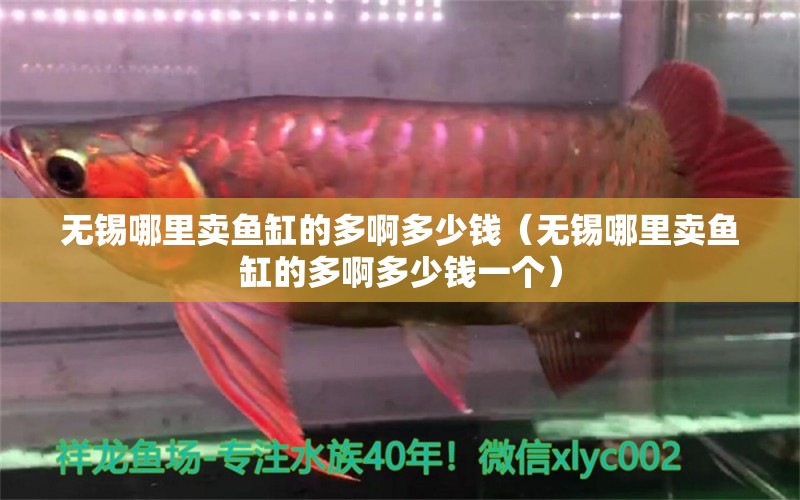 無錫哪里賣魚缸的多啊多少錢（無錫哪里賣魚缸的多啊多少錢一個） 廣州祥龍國際水族貿(mào)易