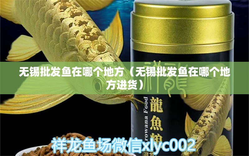 無錫批發(fā)魚在哪個地方（無錫批發(fā)魚在哪個地方進貨） 廣州龍魚批發(fā)市場