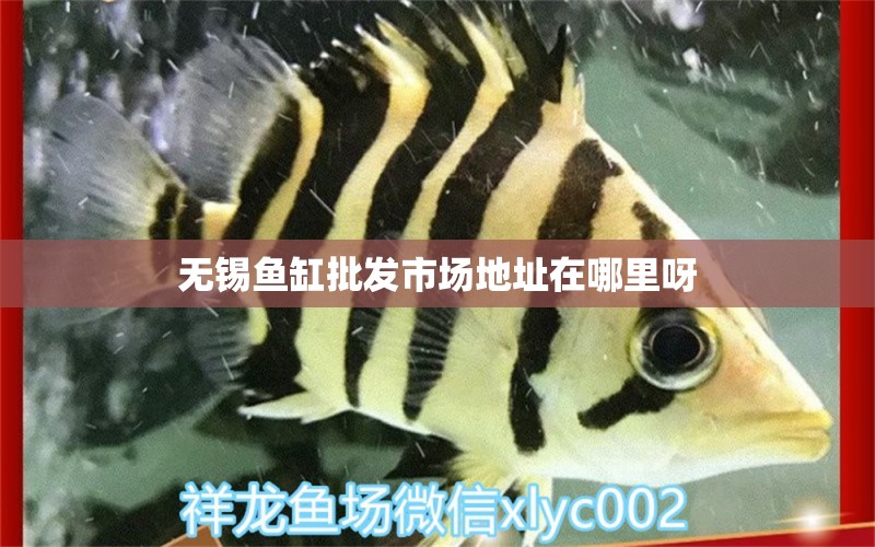 無錫魚缸批發(fā)市場(chǎng)地址在哪里呀 祥龍魚場(chǎng)