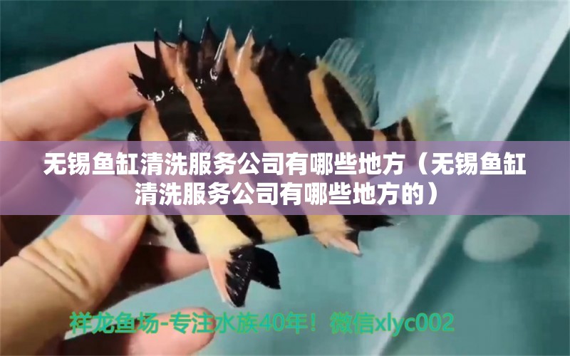 無錫魚缸清洗服務(wù)公司有哪些地方（無錫魚缸清洗服務(wù)公司有哪些地方的） 印尼三紋虎