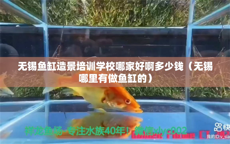 無錫魚缸造景培訓(xùn)學(xué)校哪家好啊多少錢（無錫哪里有做魚缸的）