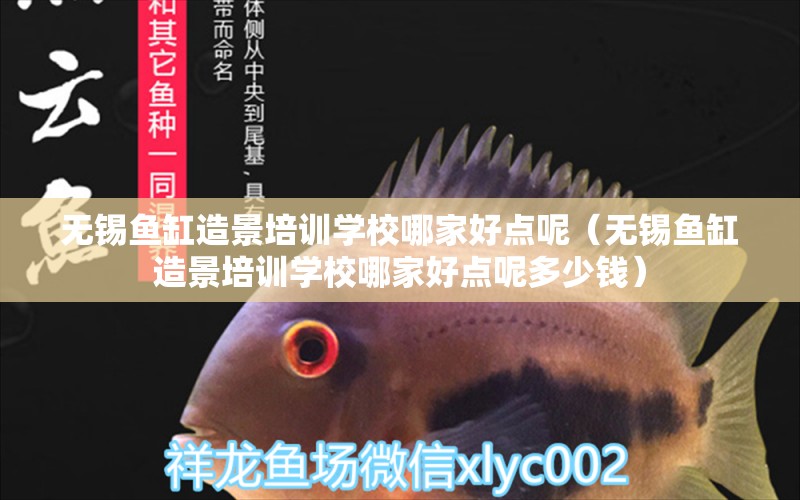 無錫魚缸造景培訓學校哪家好點呢（無錫魚缸造景培訓學校哪家好點呢多少錢）