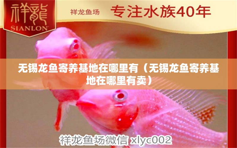 無(wú)錫龍魚(yú)寄養(yǎng)基地在哪里有（無(wú)錫龍魚(yú)寄養(yǎng)基地在哪里有賣） 量子養(yǎng)魚(yú)技術(shù)