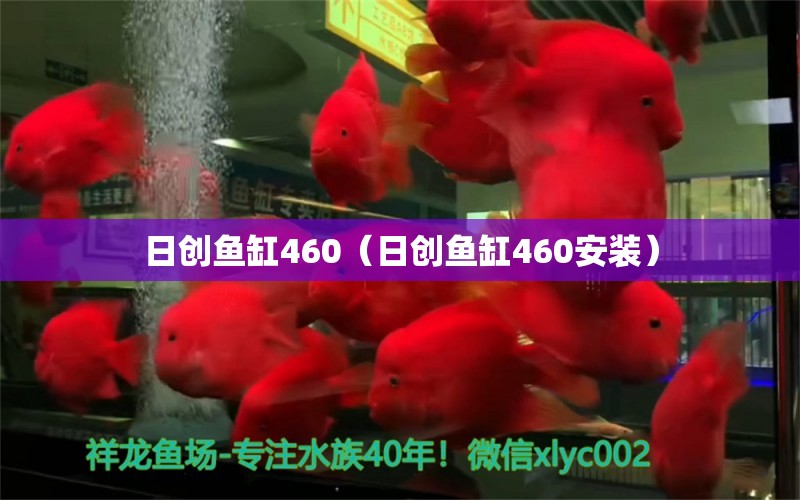 日創(chuàng)魚缸460（日創(chuàng)魚缸460安裝） 祥龍水族醫(yī)院