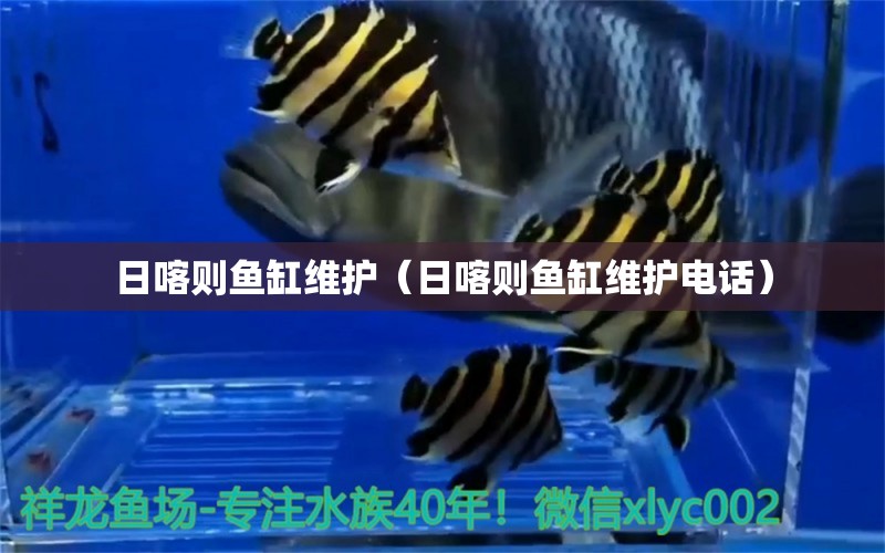 日喀則魚缸維護（日喀則魚缸維護電話） 祥龍水族醫(yī)院