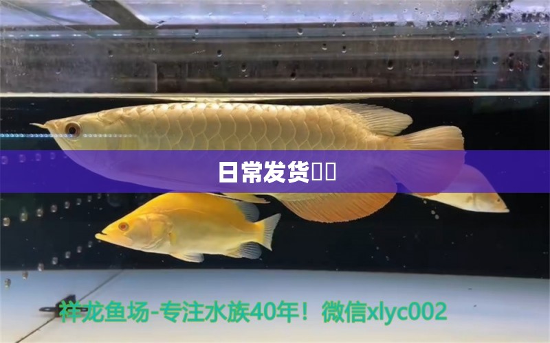 日常發(fā)貨?? 龍鳳鯉魚(yú)