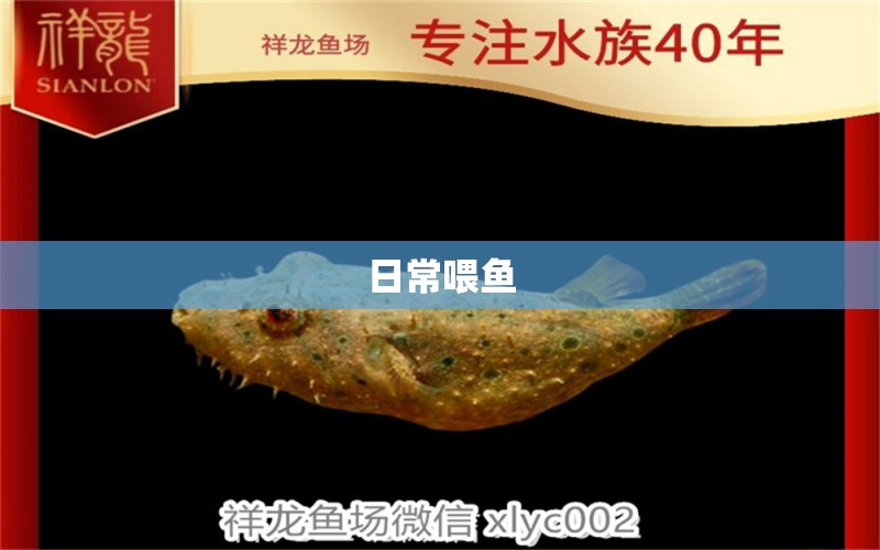 日常喂魚 祥龍水族護(hù)理水