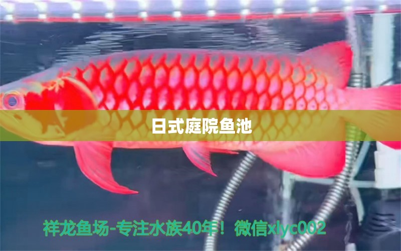 日式庭院魚池 魚缸風(fēng)水