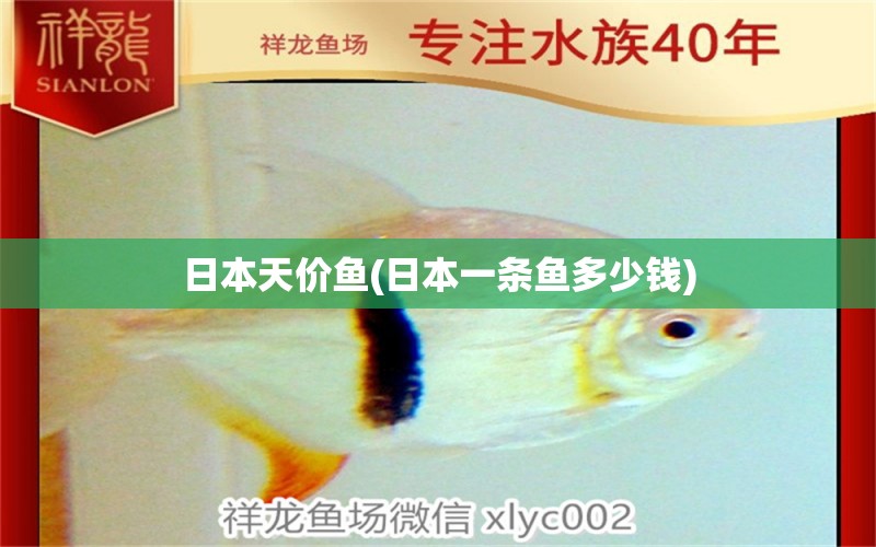 日本天價魚(日本一條魚多少錢) 白子銀龍苗（黃化銀龍苗）