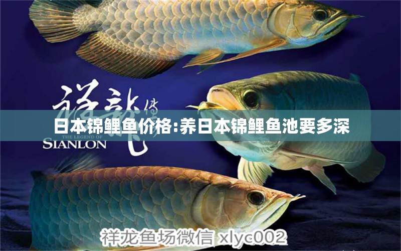 日本錦鯉魚(yú)價(jià)格:養(yǎng)日本錦鯉魚(yú)池要多深 龍魚(yú)批發(fā)