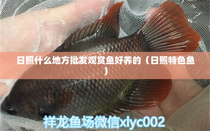 日照什么地方批發(fā)觀賞魚好養(yǎng)的（日照特色魚） 森森魚缸