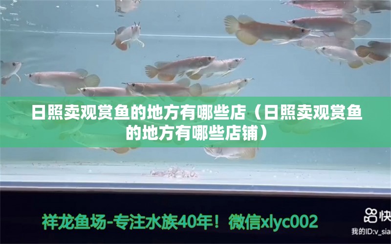 日照賣觀賞魚的地方有哪些店（日照賣觀賞魚的地方有哪些店鋪）