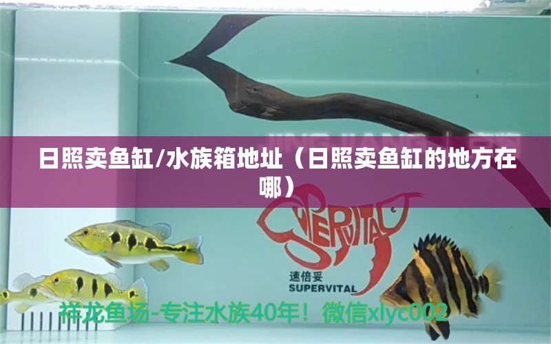 日照賣魚缸/水族箱地址（日照賣魚缸的地方在哪） 魚缸/水族箱