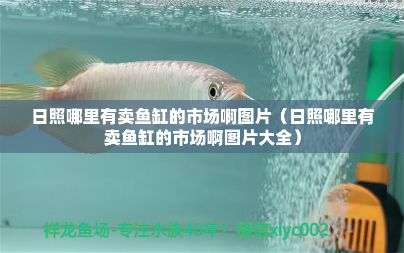 日照哪里有賣魚缸的市場啊圖片（日照哪里有賣魚缸的市場啊圖片大全） 黃寬帶蝴蝶魚