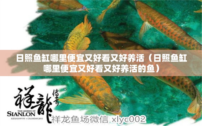 日照魚缸哪里便宜又好看又好養(yǎng)活（日照魚缸哪里便宜又好看又好養(yǎng)活的魚）