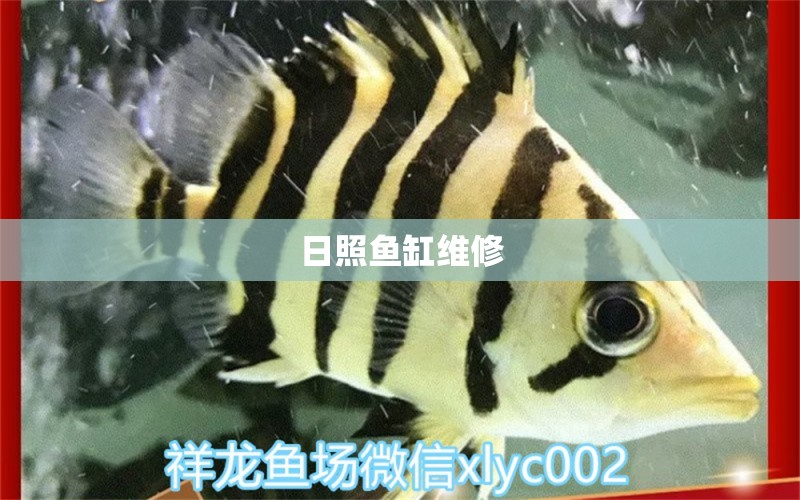 日照魚缸維修