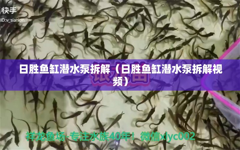 日勝魚缸潛水泵拆解（日勝魚缸潛水泵拆解視頻） 祥龍魚場