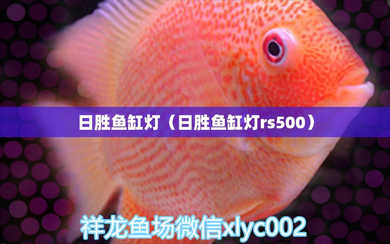 日勝魚缸燈（日勝魚缸燈rs500）