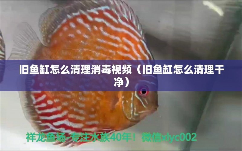 舊魚(yú)缸怎么清理消毒視頻（舊魚(yú)缸怎么清理干凈） 元寶鯽