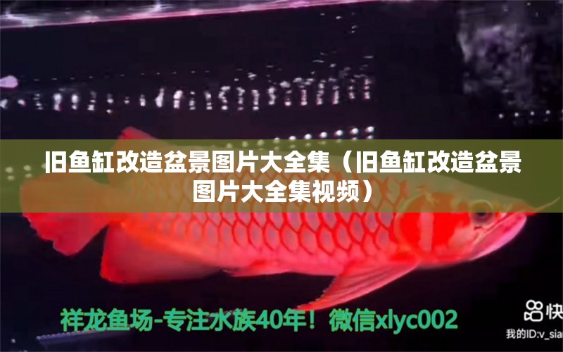 舊魚(yú)缸改造盆景圖片大全集（舊魚(yú)缸改造盆景圖片大全集視頻）