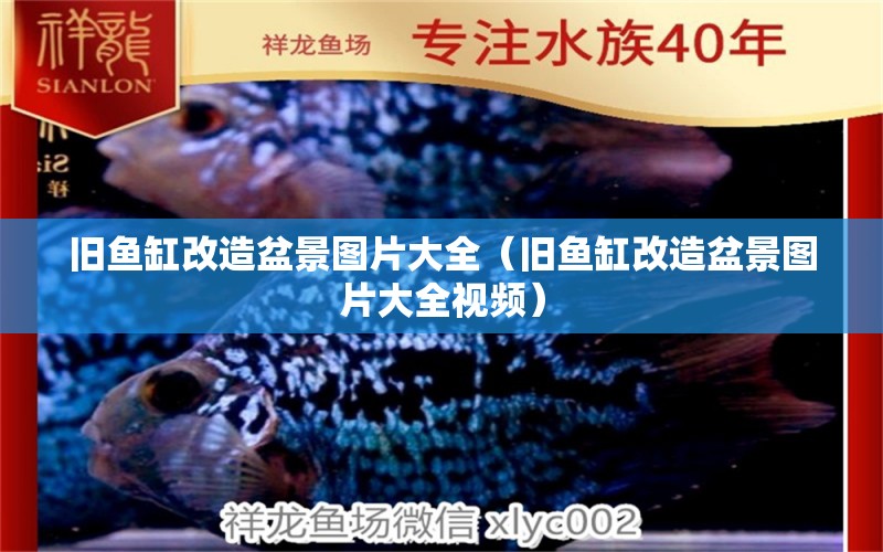 舊魚缸改造盆景圖片大全（舊魚缸改造盆景圖片大全視頻） 觀賞魚批發(fā)