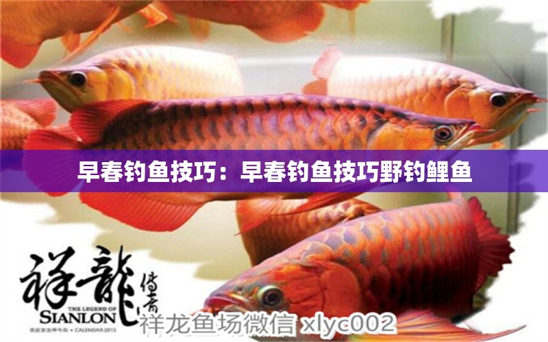 早春釣魚技巧：早春釣魚技巧野釣鯉魚