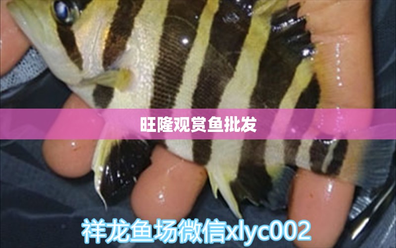 旺隆觀賞魚批發(fā)