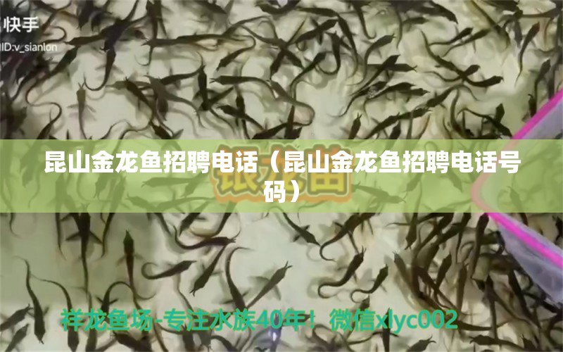 昆山金龍魚招聘電話（昆山金龍魚招聘電話號碼） 祥龍水族醫(yī)院