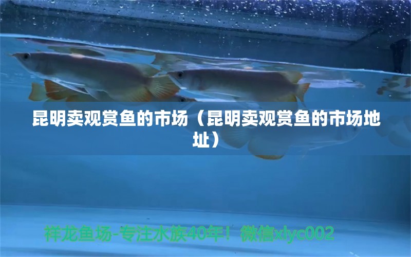 昆明賣(mài)觀賞魚(yú)的市場(chǎng)（昆明賣(mài)觀賞魚(yú)的市場(chǎng)地址）