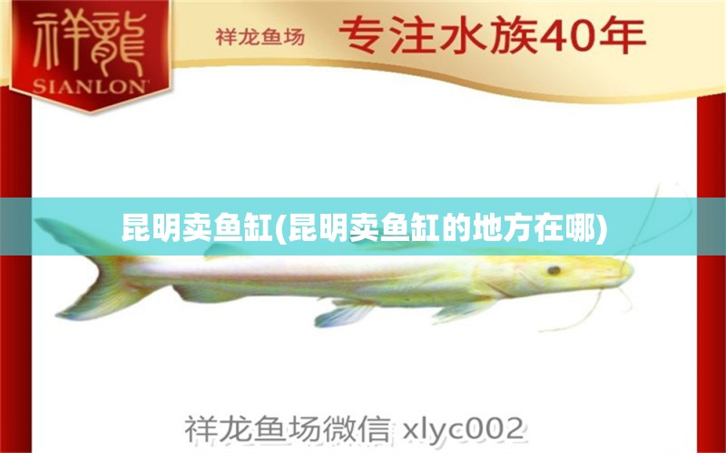 昆明賣魚缸(昆明賣魚缸的地方在哪) 黃金鴨嘴魚