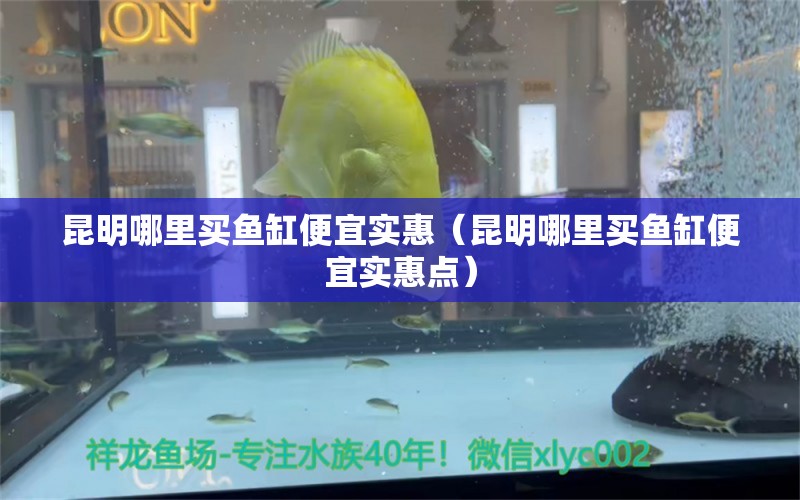 昆明哪里買魚缸便宜實惠（昆明哪里買魚缸便宜實惠點） 龍魚批發(fā)