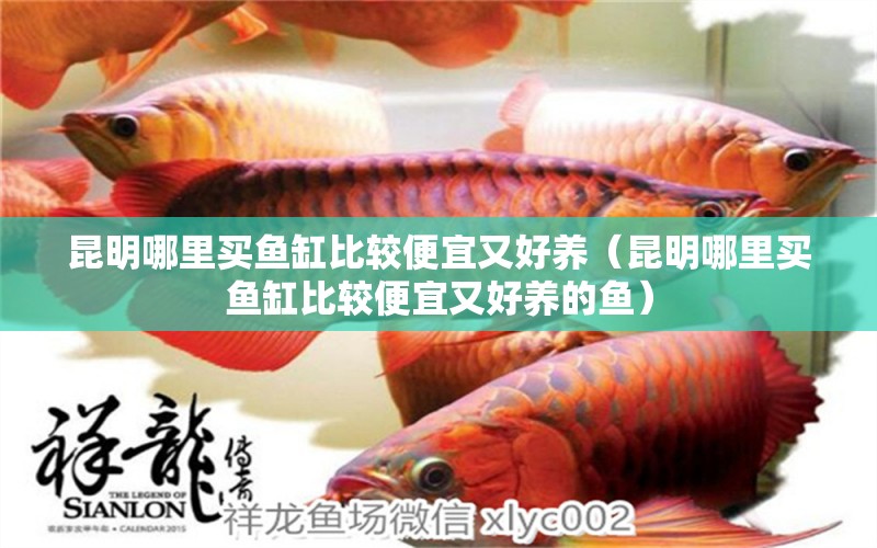 昆明哪里買魚缸比較便宜又好養(yǎng)（昆明哪里買魚缸比較便宜又好養(yǎng)的魚）