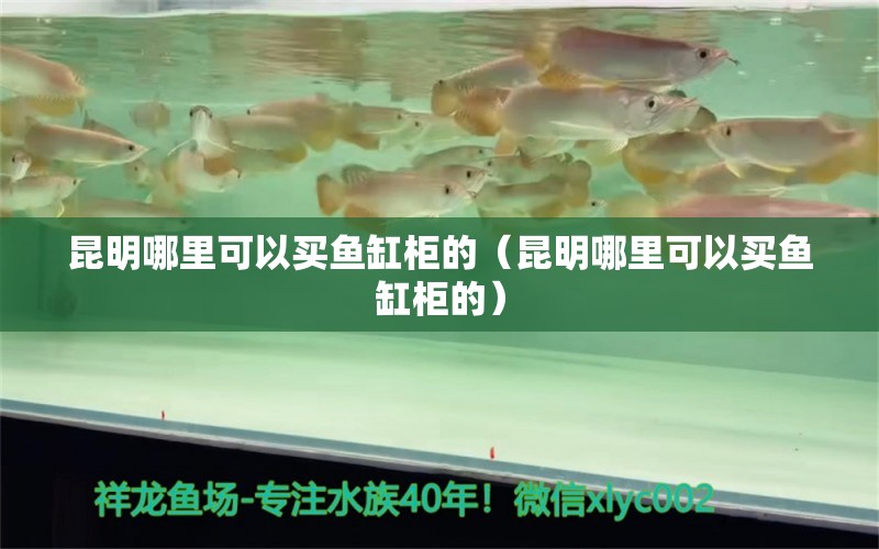 昆明哪里可以買魚缸柜的（昆明哪里可以買魚缸柜的） 祥龍水族醫(yī)院