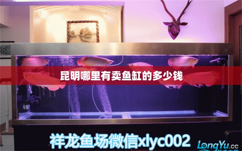 昆明哪里有賣魚缸的多少錢 其他品牌魚缸