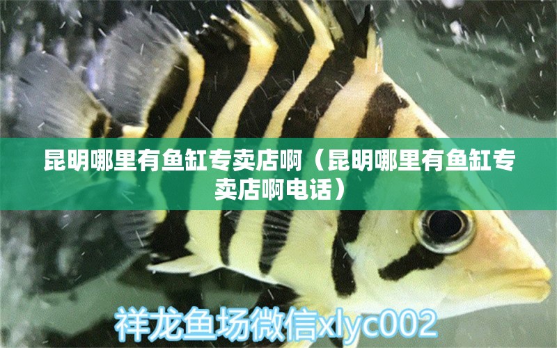 昆明哪里有魚缸專賣店?。ɡッ髂睦镉恤~缸專賣店啊電話） 其他品牌魚缸